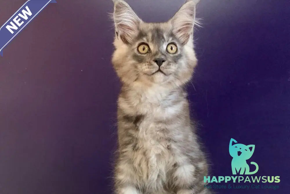 Nigel Maine Coon male black silver - live animals
