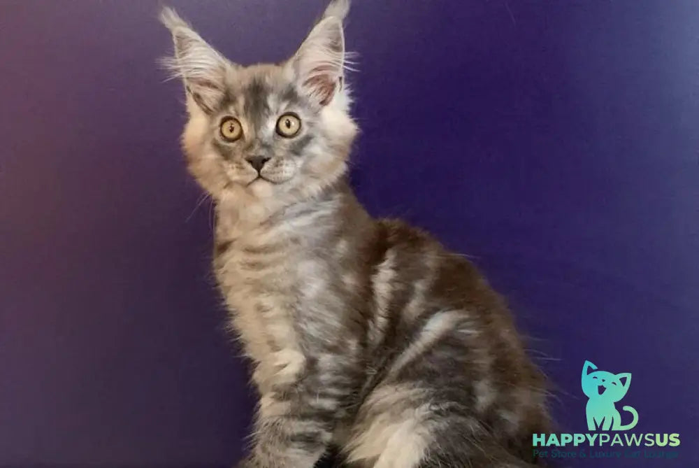 Nigel Maine Coon male black silver - live animals