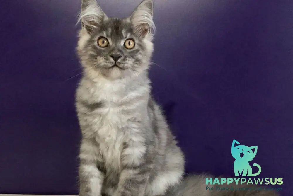 Nigel Maine Coon male black silver - live animals