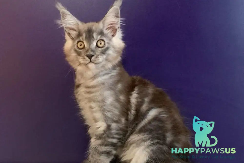 Nigel Maine Coon male black silver - live animals