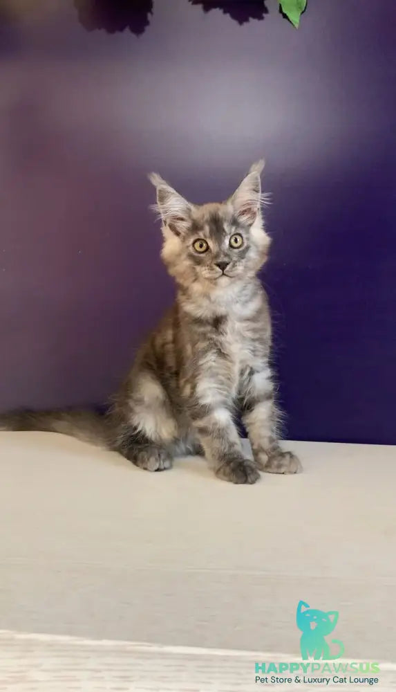 Nigel Maine Coon male black silver - live animals