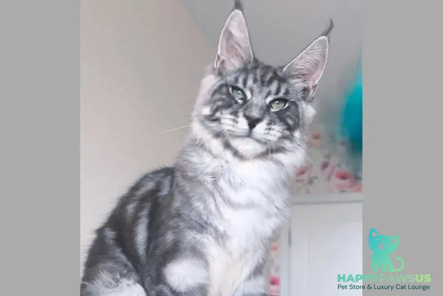 Nik Maine Coon male black silver tabby - live animals