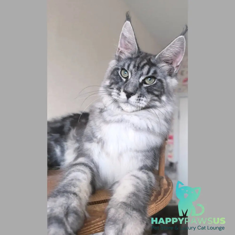 Nik Maine Coon male black silver tabby - live animals