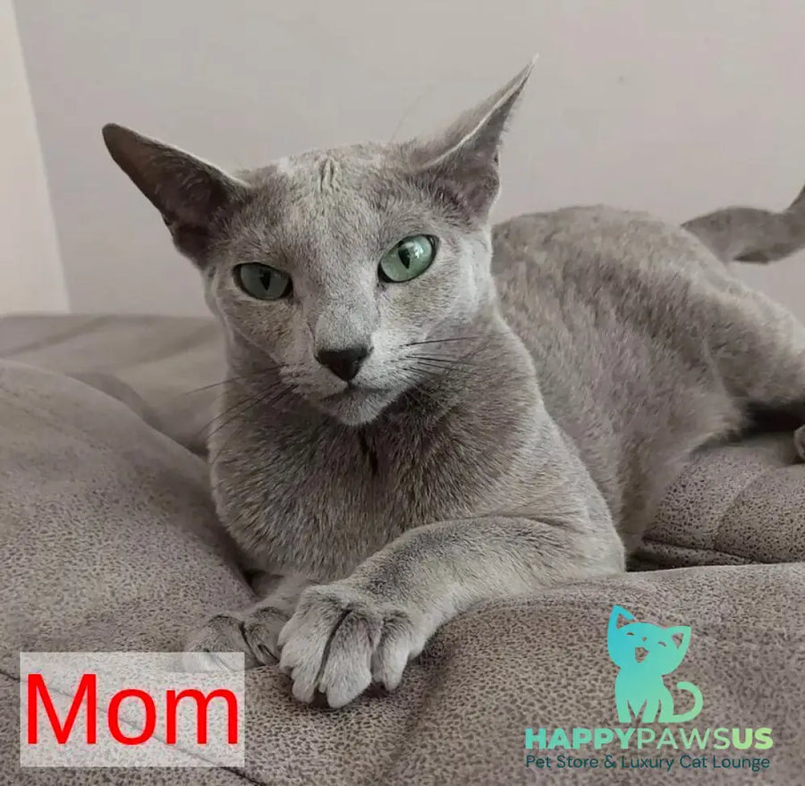 Nik Russian Blue male blue - live animals