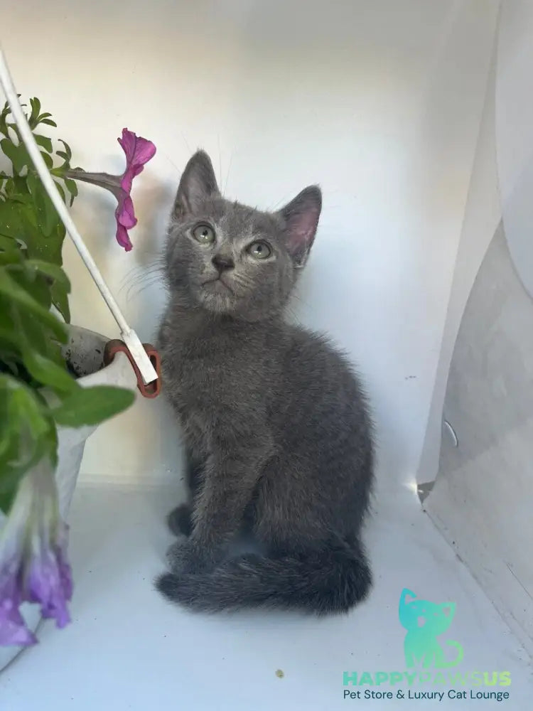 Nik Russian Blue male blue - live animals