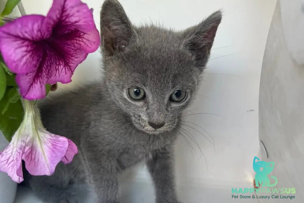Nik Russian Blue male blue - live animals