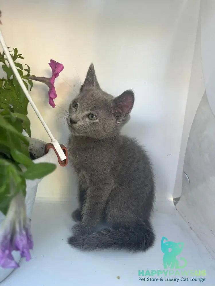 Nik Russian Blue male blue - live animals