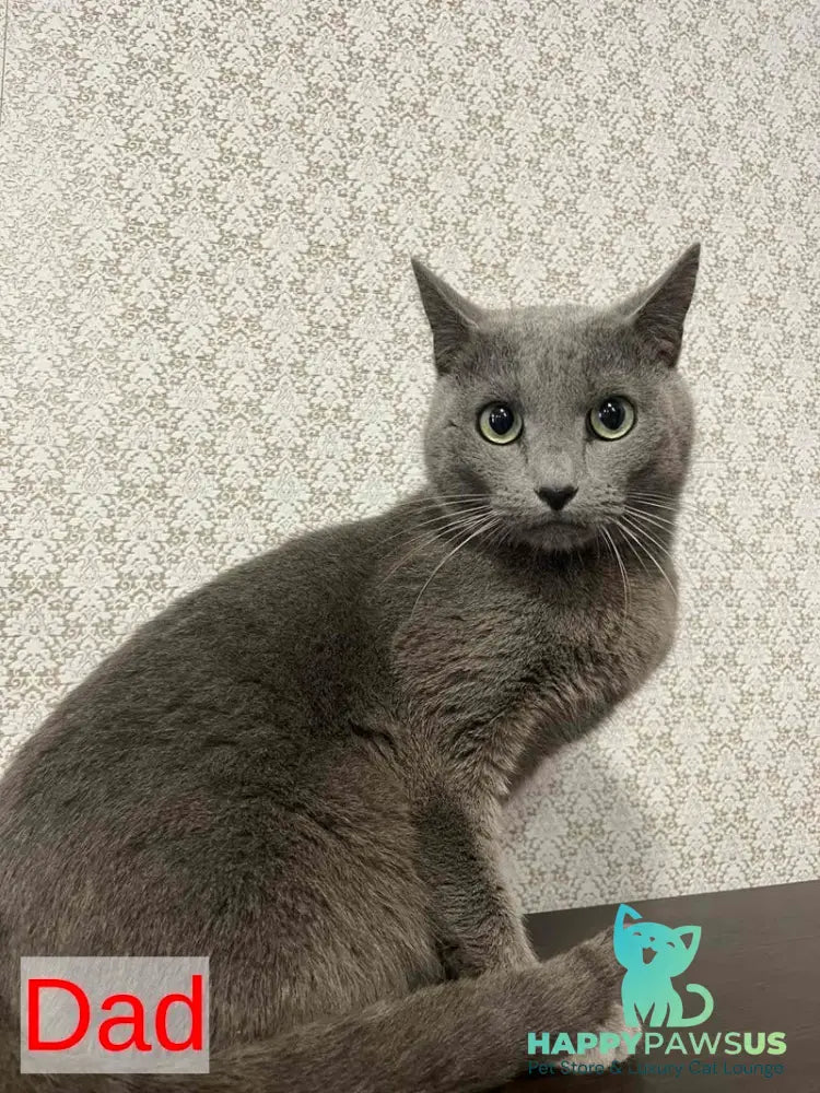 Nik Russian Blue male blue - live animals
