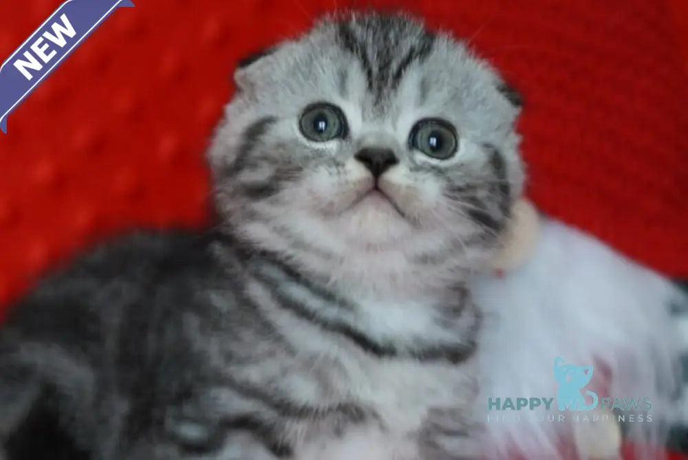 Nik Scottish Fold male black silver tabby live animals