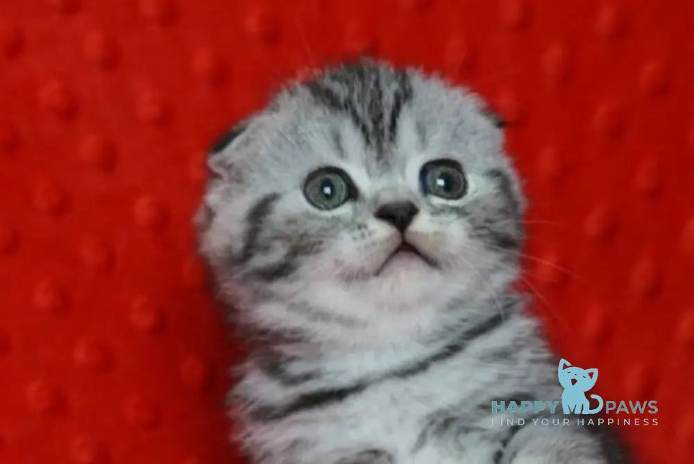 Nik Scottish Fold male black silver tabby live animals