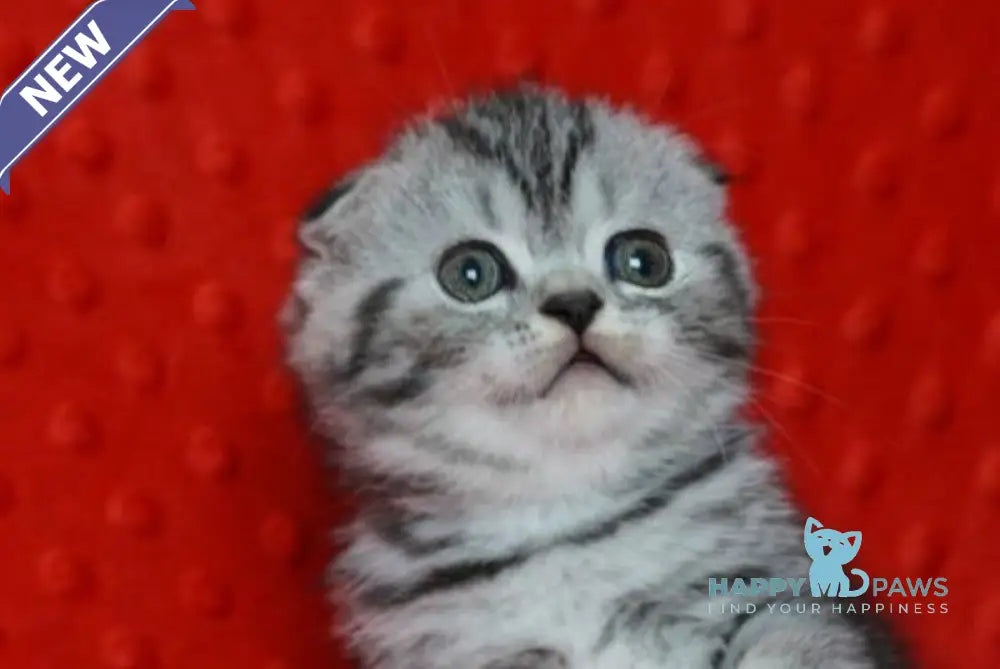 Nik Scottish Fold male black silver tabby live animals