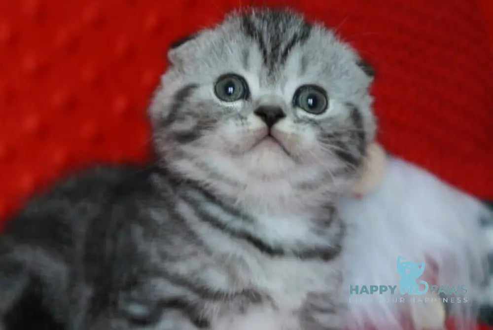 Nik Scottish Fold male black silver tabby live animals