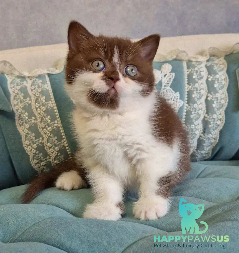 Nika British Shorthair female chocolate bicolour - live animals