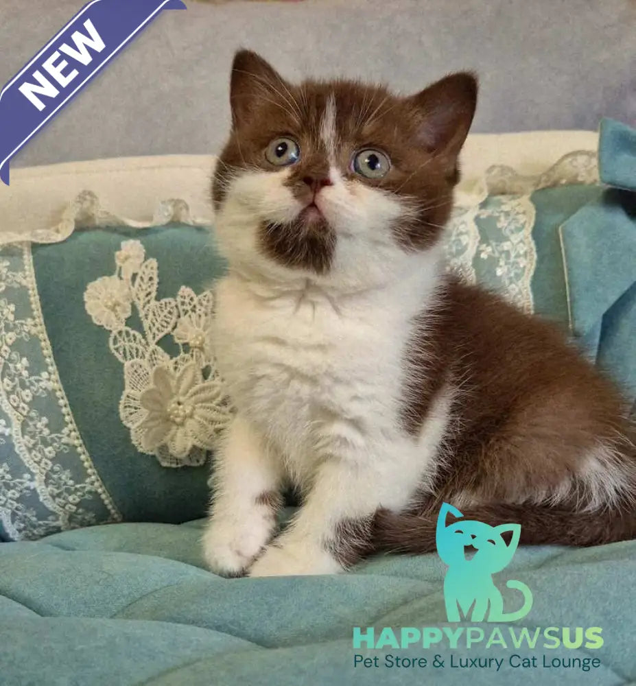 Nika British Shorthair female chocolate bicolour - live animals