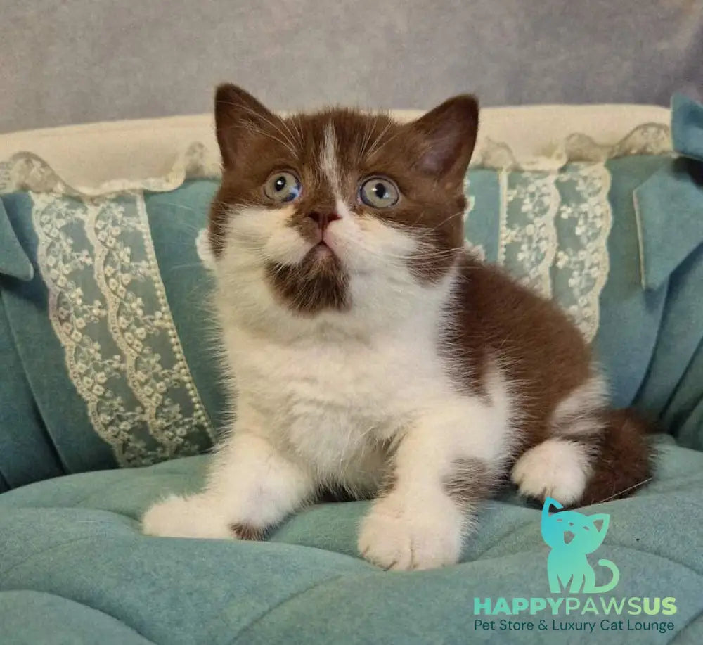 Nika British Shorthair female chocolate bicolour - live animals
