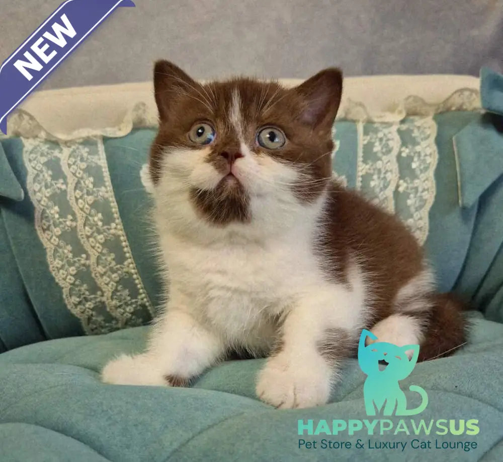 Nika British Shorthair female chocolate bicolour - live animals