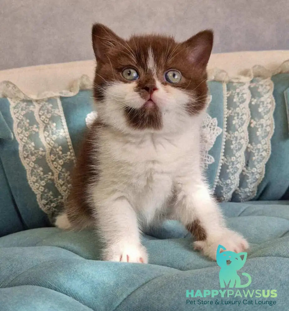 Nika British Shorthair female chocolate bicolour - live animals