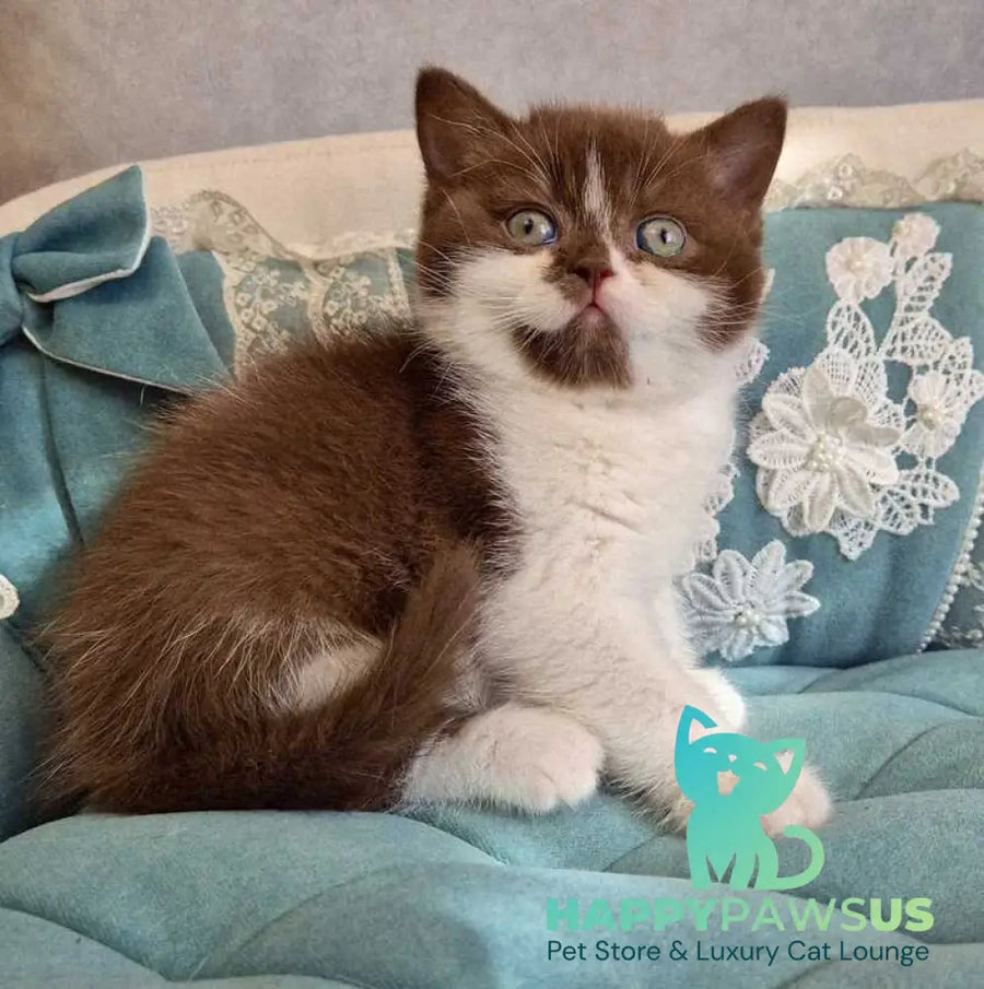 Nika British Shorthair female chocolate bicolour - live animals
