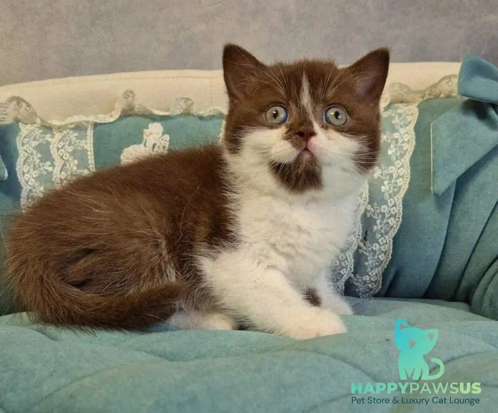 Nika British Shorthair female chocolate bicolour - live animals