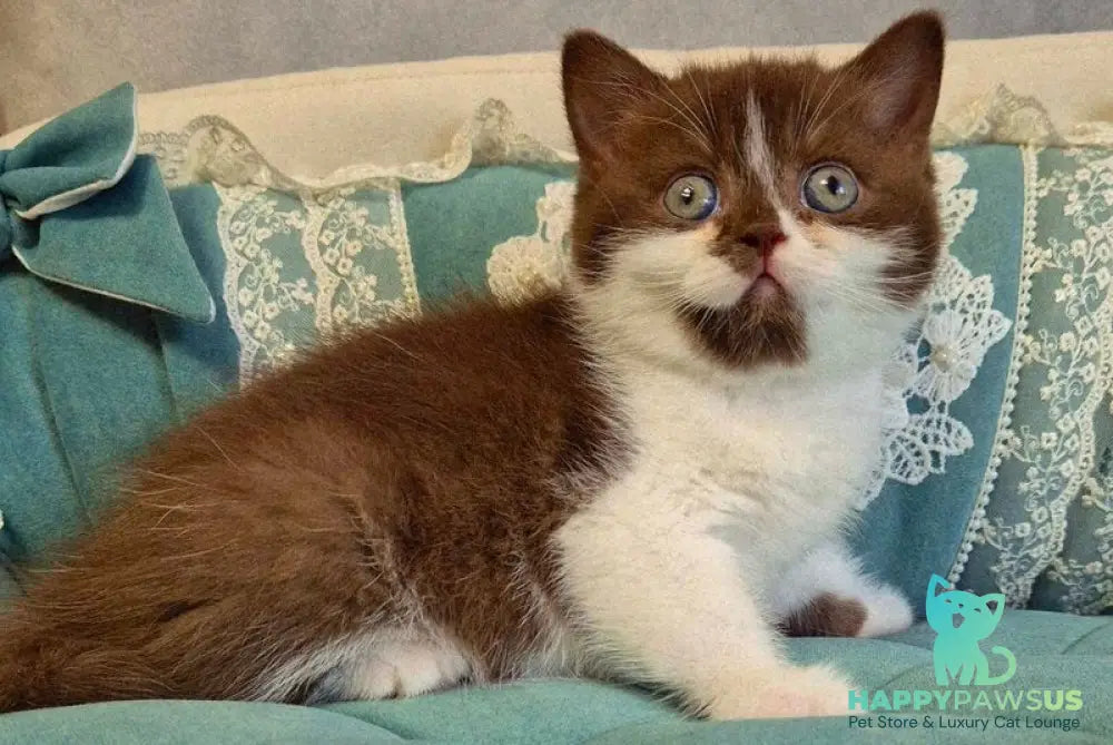 Nika British Shorthair female chocolate bicolour - live animals