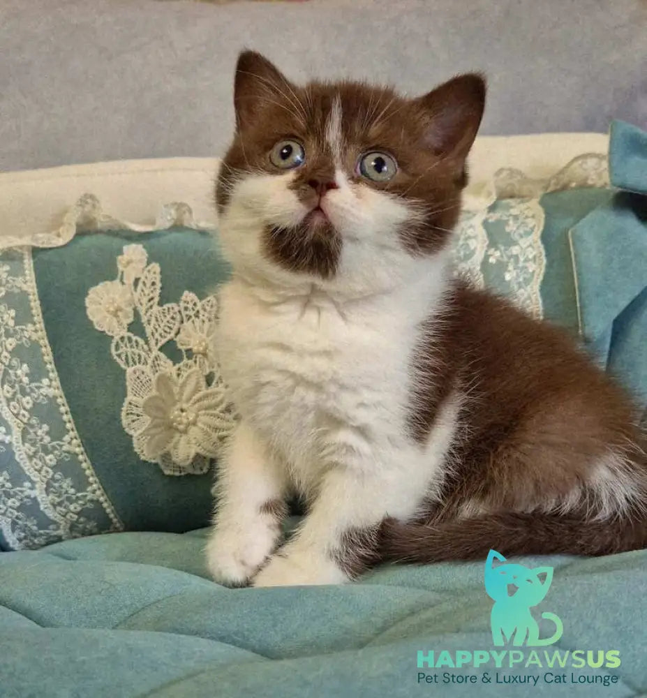 Nika British Shorthair female chocolate bicolour - live animals