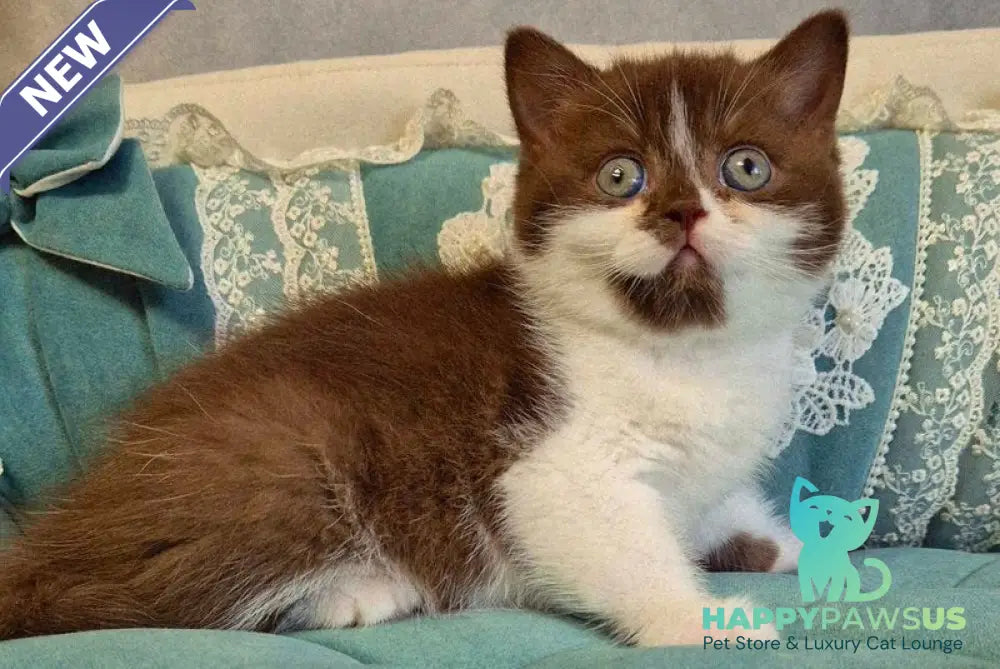 Nika British Shorthair female chocolate bicolour - live animals