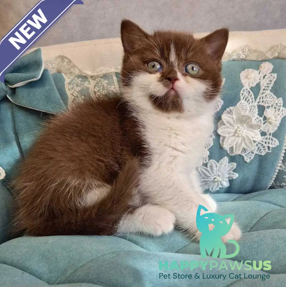 Nika British Shorthair female chocolate bicolour - live animals
