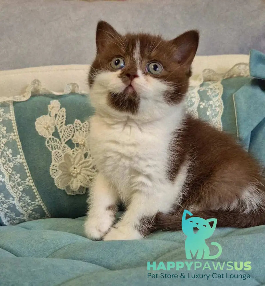 Nika British Shorthair female chocolate bicolour - live animals