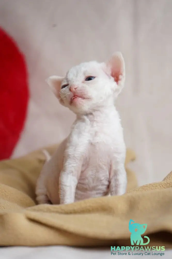 Nika Devon Rex female white - live animals