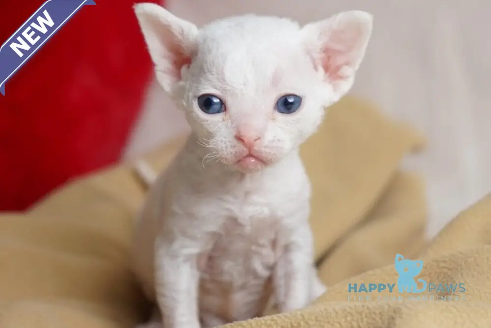 Nika Devon Rex female white - live animals
