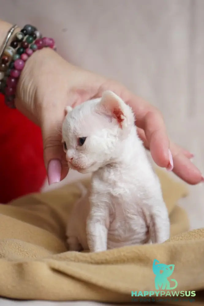 Nika Devon Rex female white - live animals