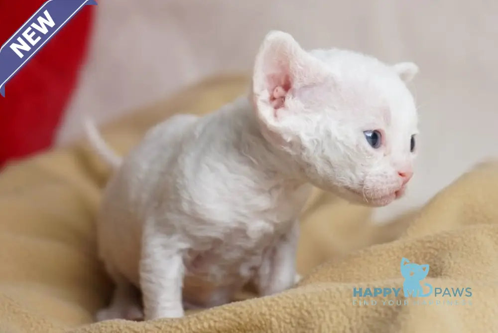 Nika Devon Rex female white - live animals