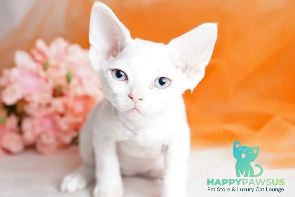 Nika Devon Rex female white - live animals