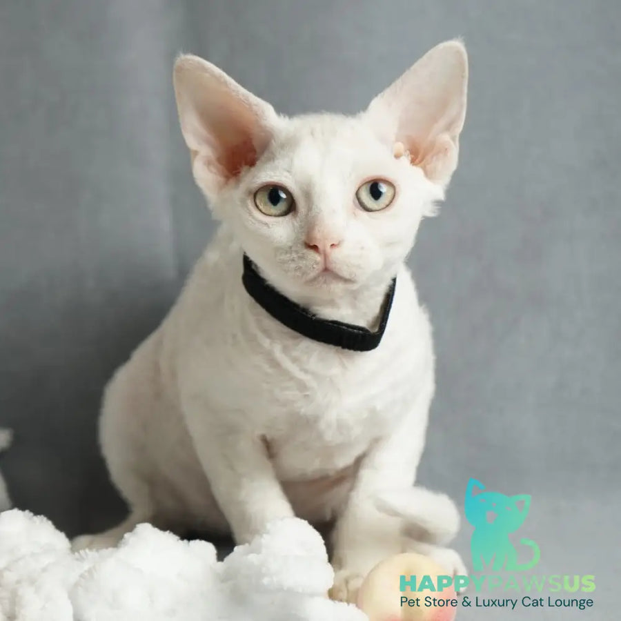 Nika Devon Rex female white - live animals