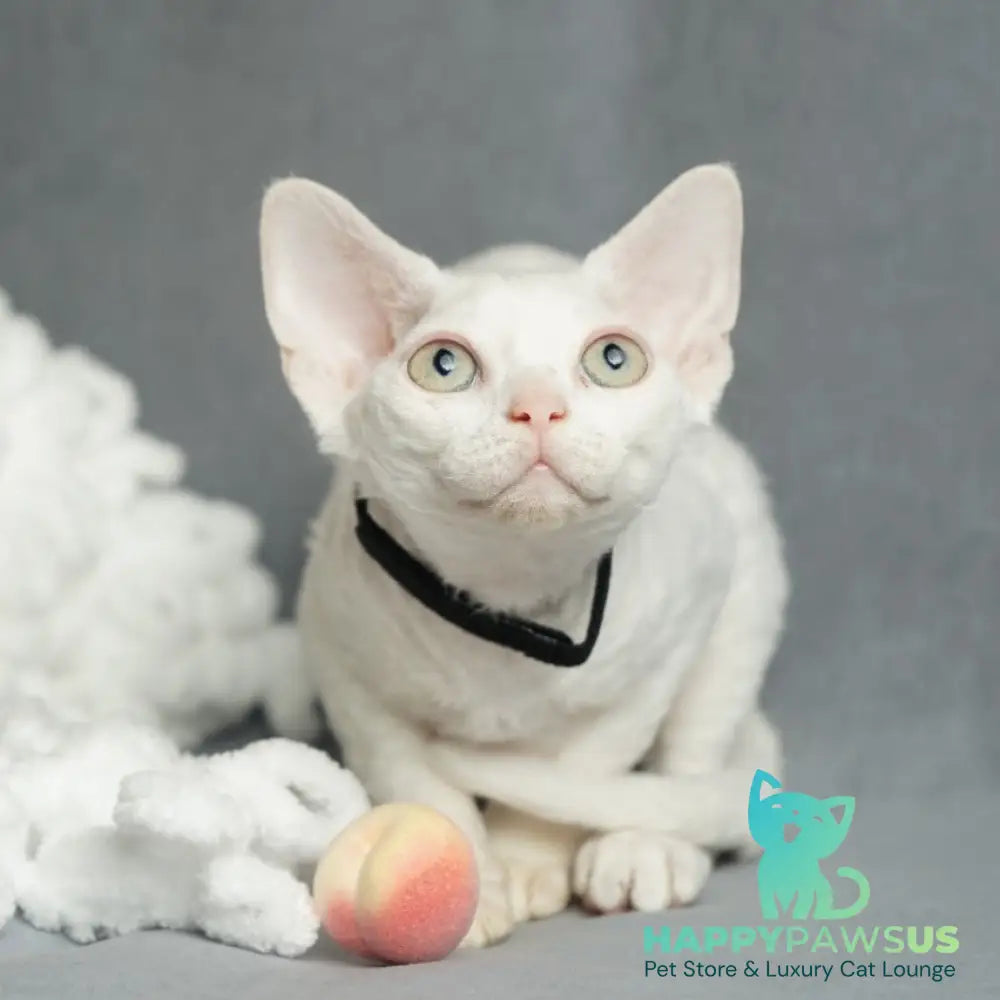 Nika Devon Rex female white - live animals