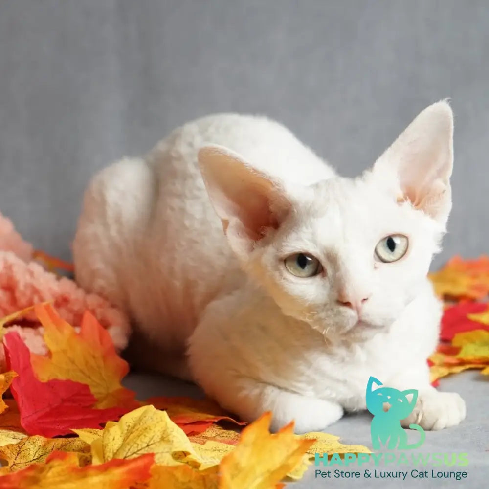 Nika Devon Rex female white - live animals