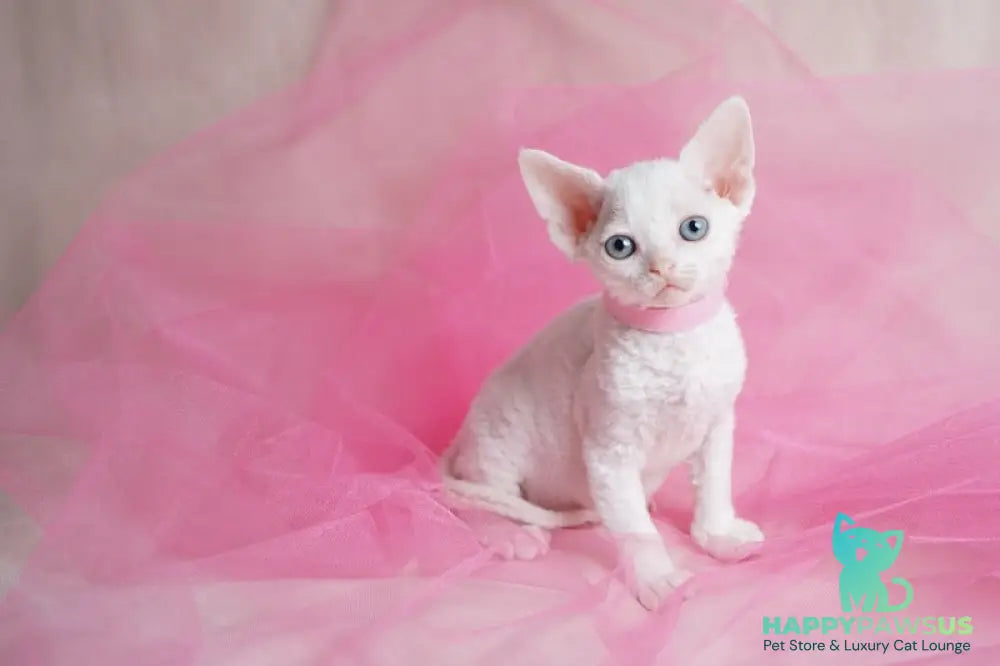 Nika Devon Rex female white - live animals