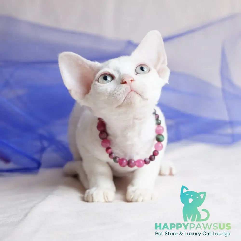 Nika Devon Rex female white - live animals
