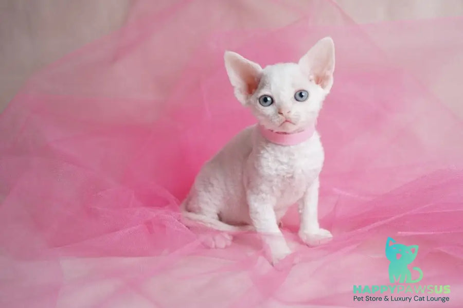 Nika Devon Rex female white - live animals