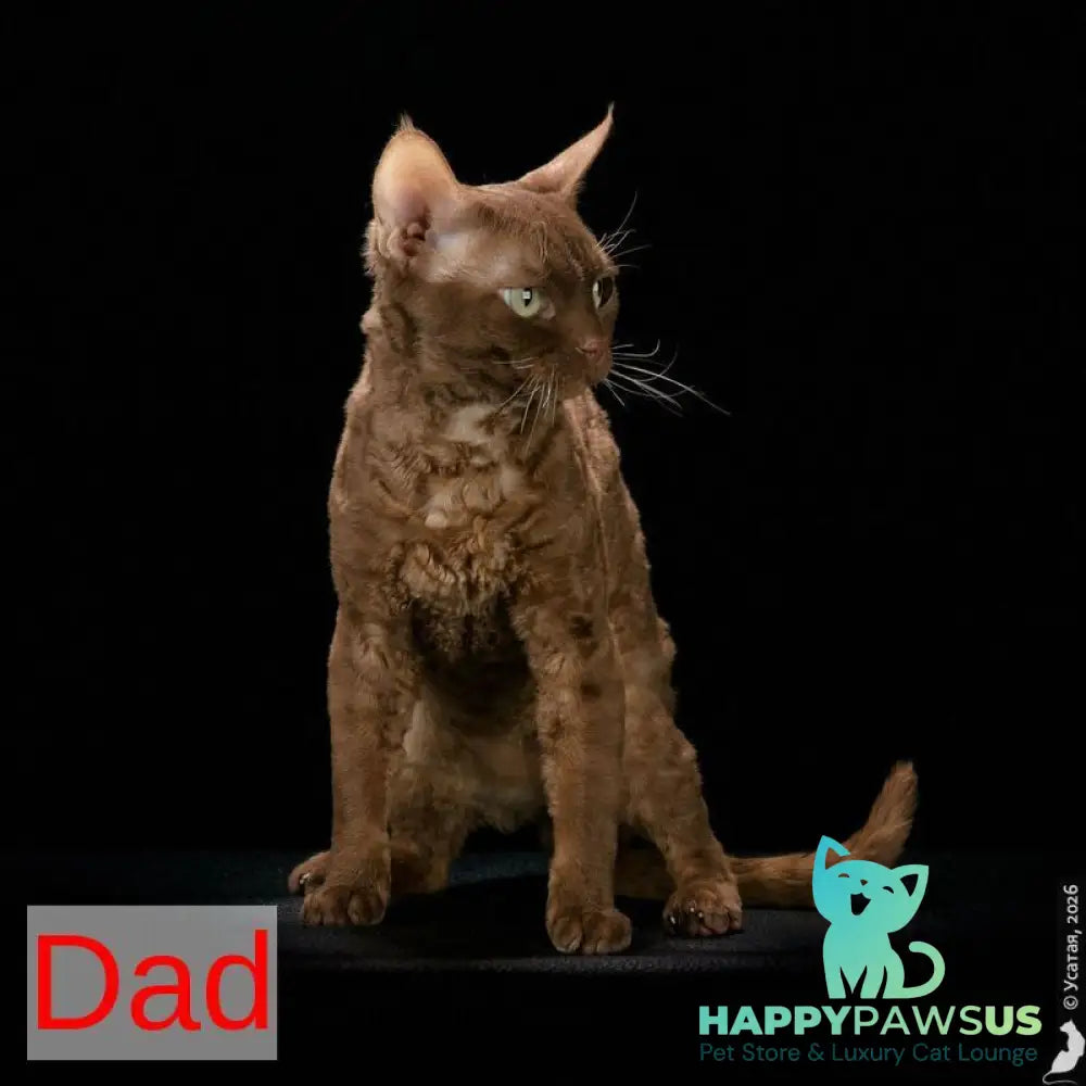 Nika Devon Rex female white - live animals