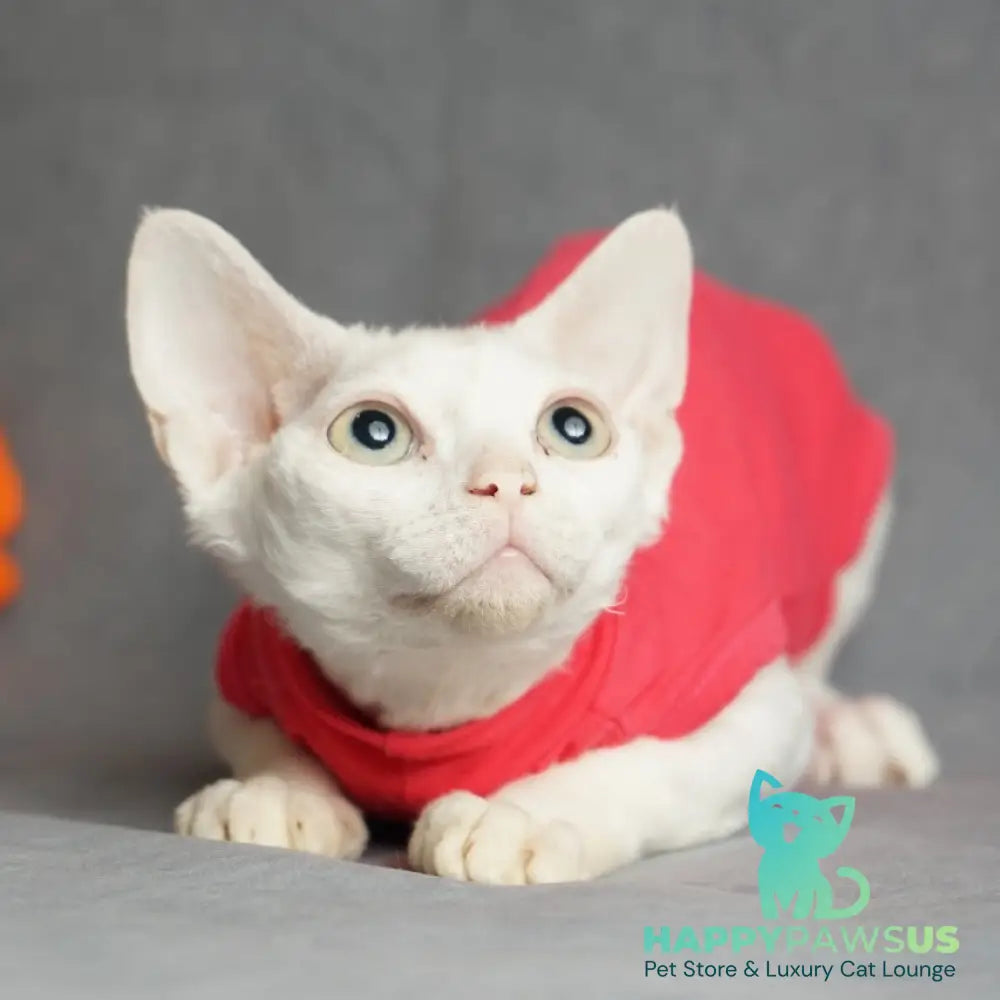 Nika Devon Rex female white - live animals