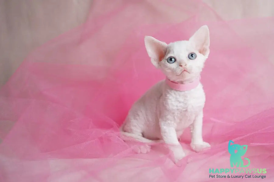 Nika Devon Rex female white - live animals