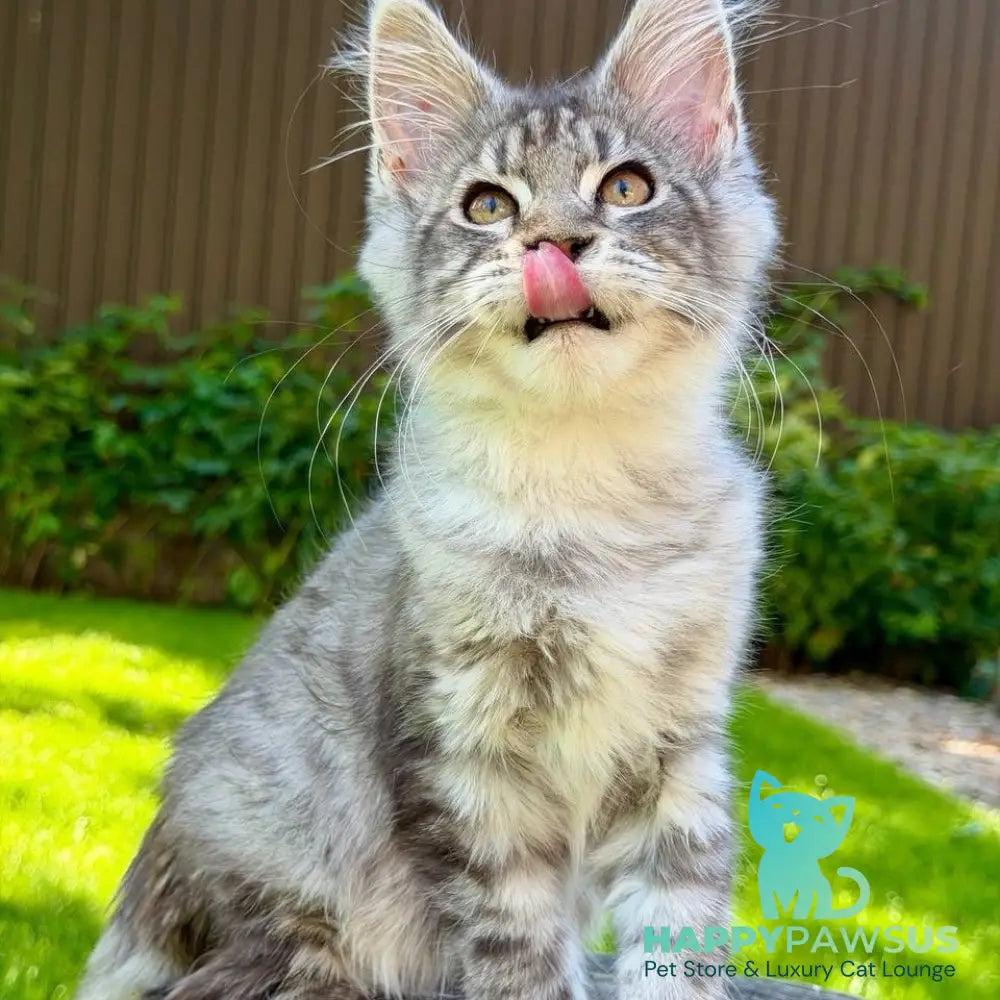 Nika Maine Coon female black silver spotted tabby - live animals