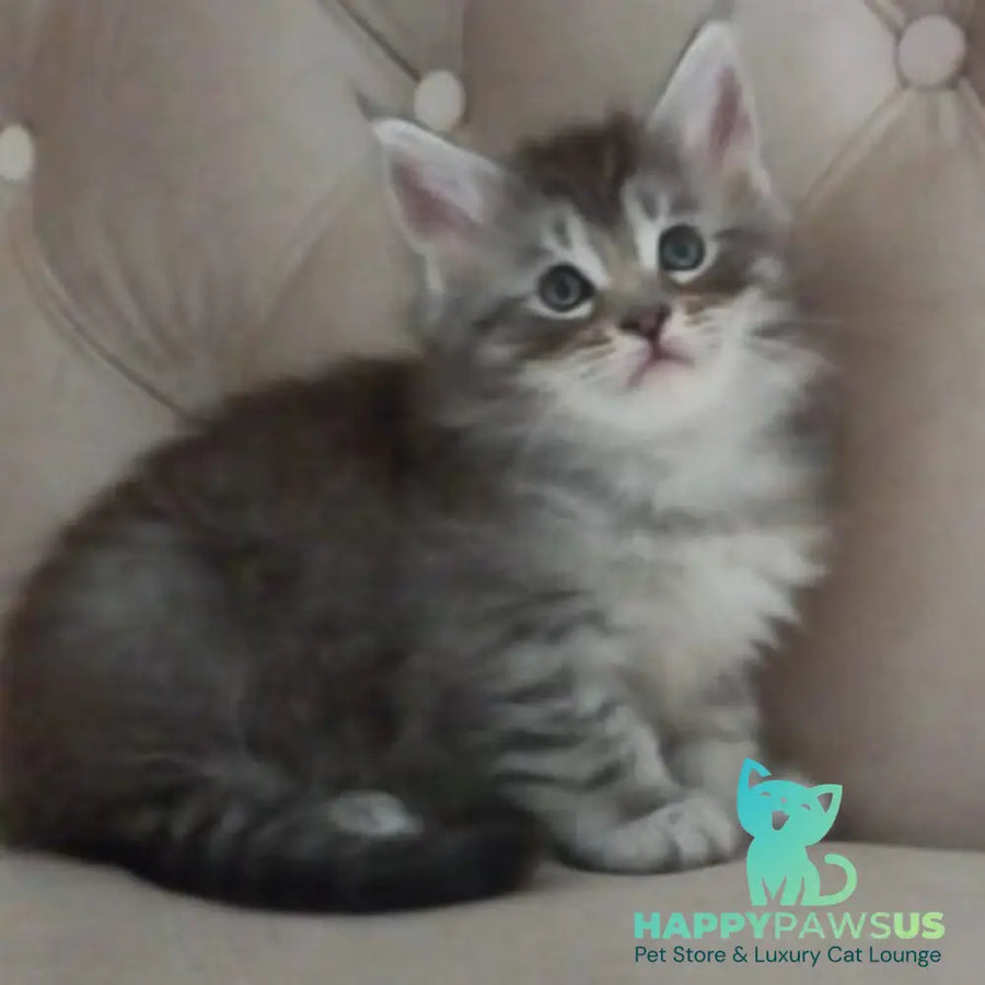Nika Maine Coon female black silver spotted tabby - live animals