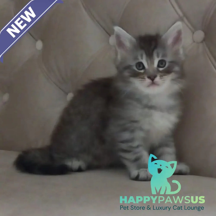 Nika Maine Coon female black silver spotted tabby - live animals