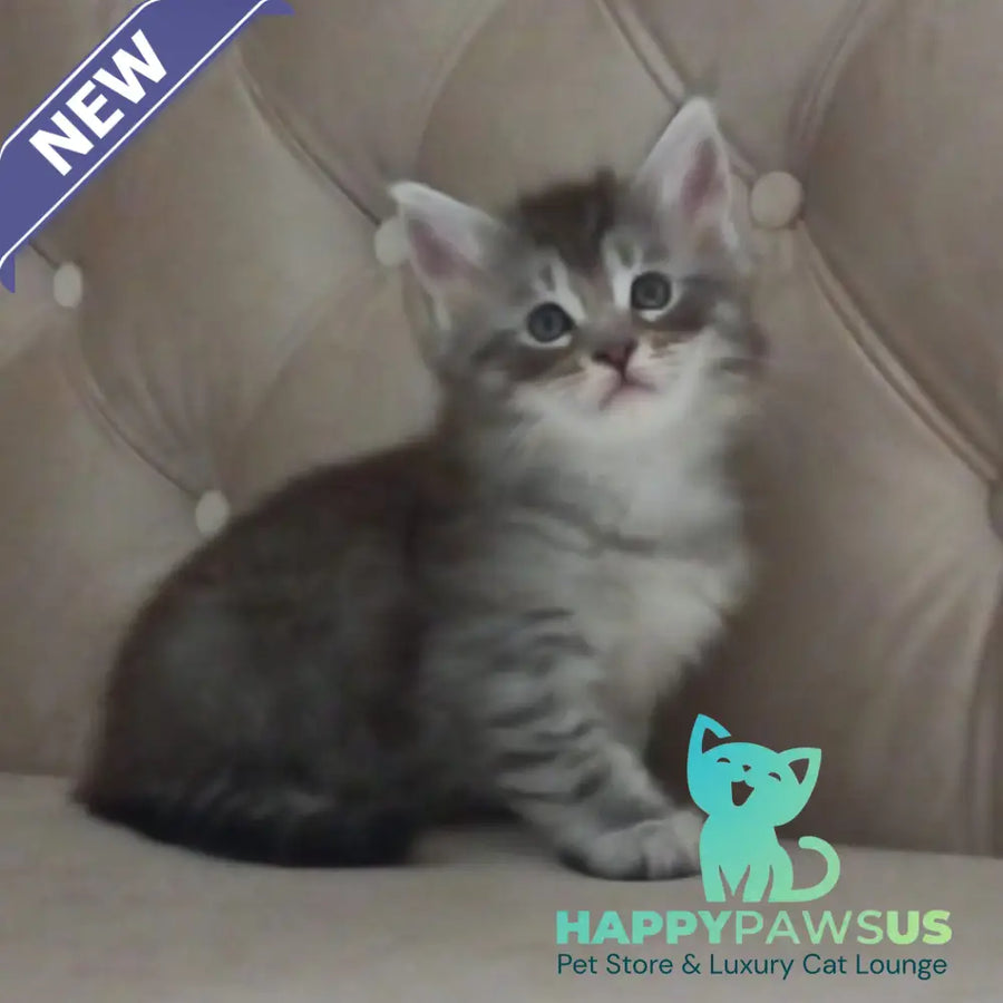 Nika Maine Coon female black silver spotted tabby - live animals