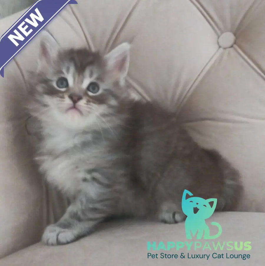 Nika Maine Coon female black silver spotted tabby - live animals