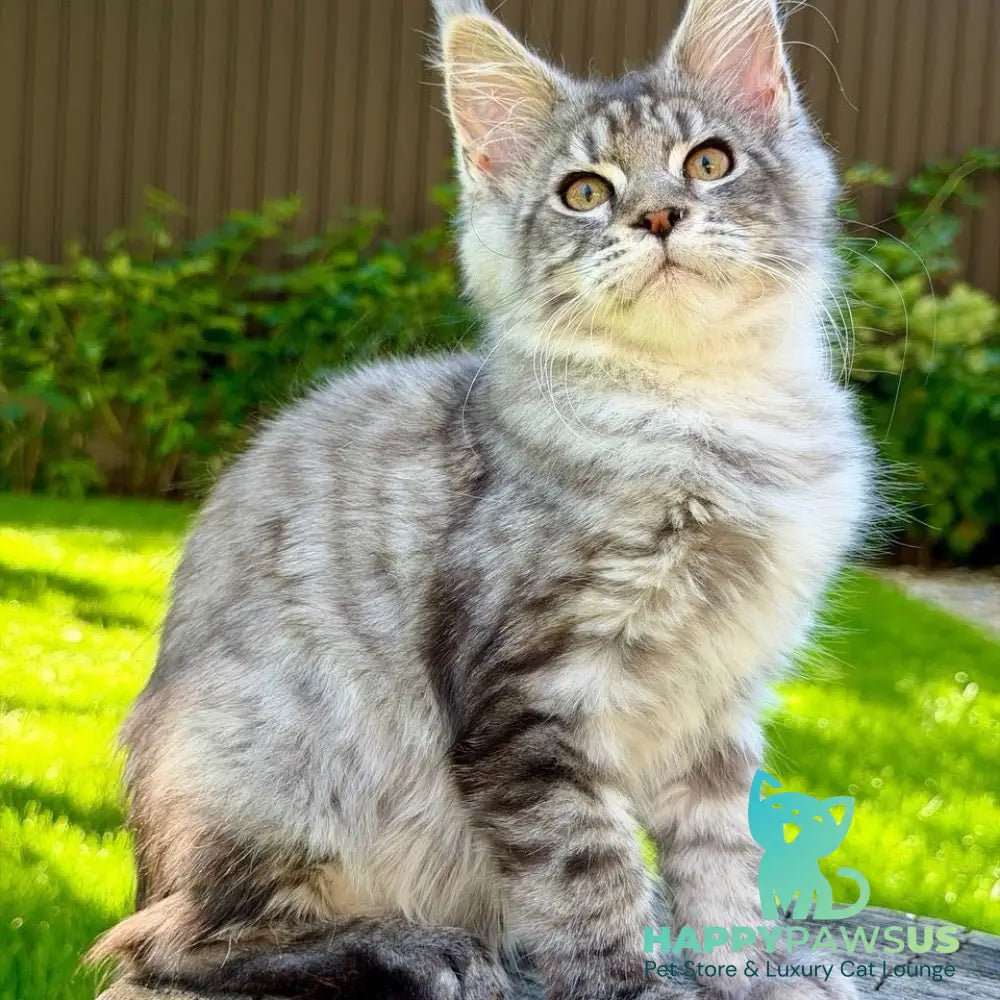 Nika Maine Coon female black silver spotted tabby - live animals