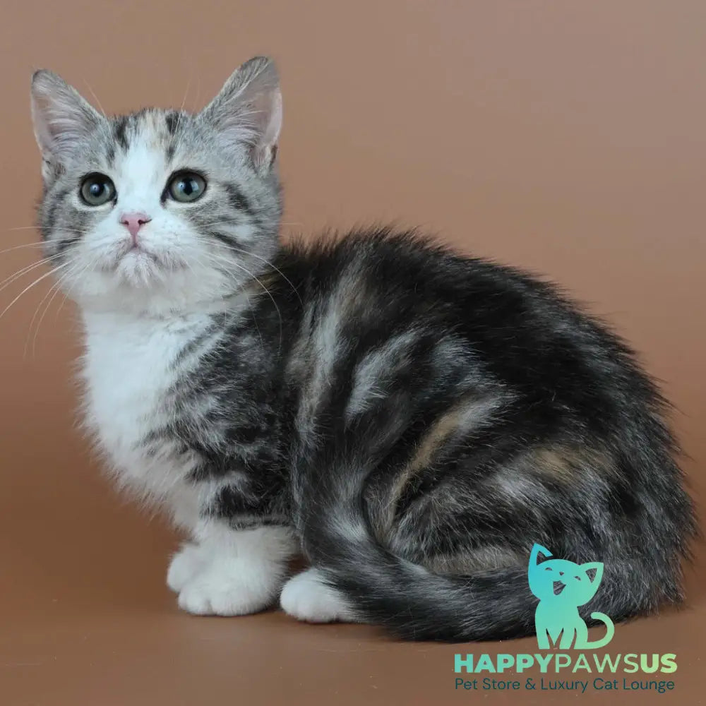 Nika Munchkin female black tortie tabby bicolour - live animals