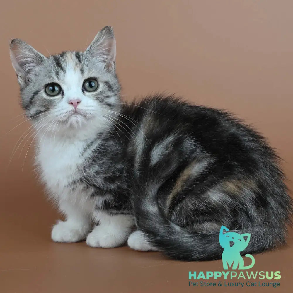 Nika Munchkin female black tortie tabby bicolour - live animals